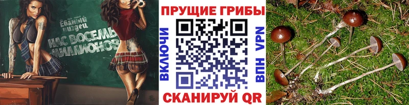MEGA вход  Княгинино  Псилоцибиновые грибы Cubensis 